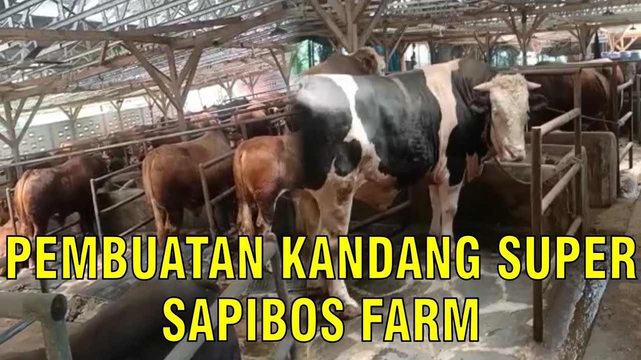 
                                 Membuat-Kandang-Sapi-Super-Jumbo-1-Ton-Up